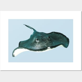 Stingray Posters and Art